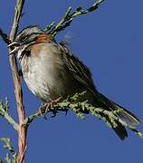 Rufous-collared Sparrow