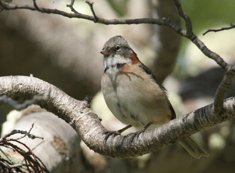 Rufous-collared Sparrow male adult, identification
