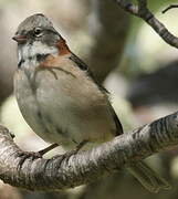 Rufous-collared Sparrow