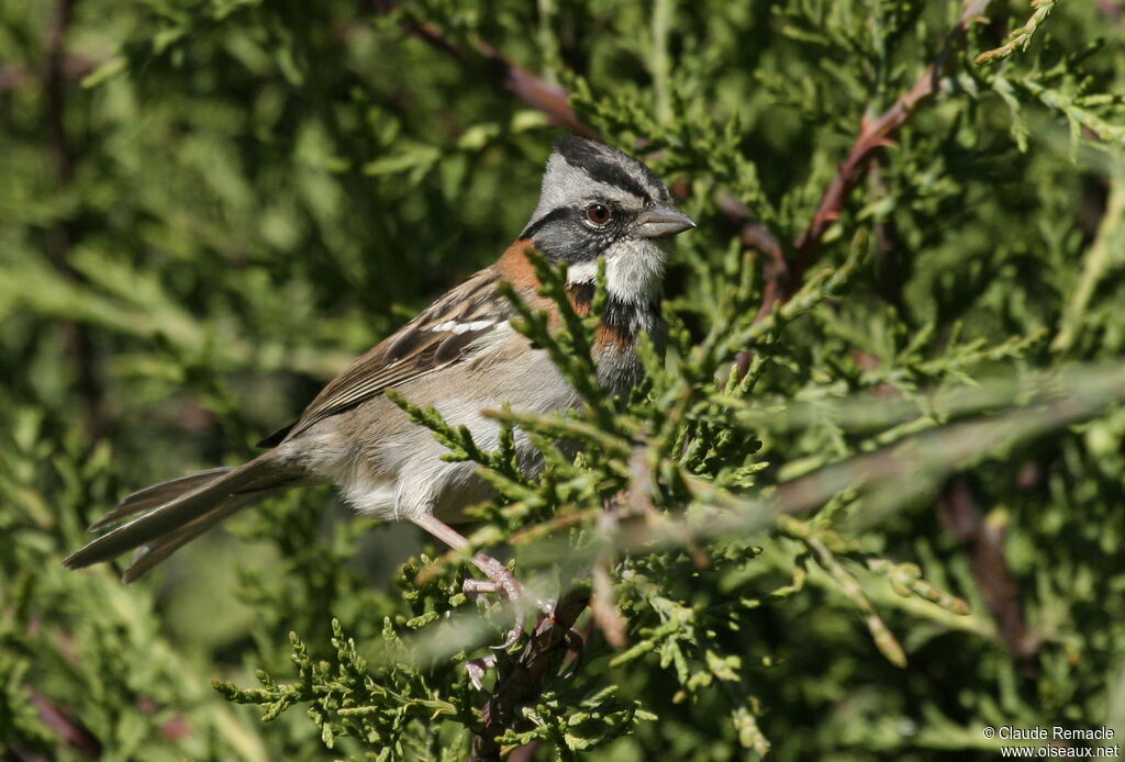 Rufous-collared Sparrow male adult breeding, identification