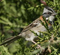 Rufous-collared Sparrow