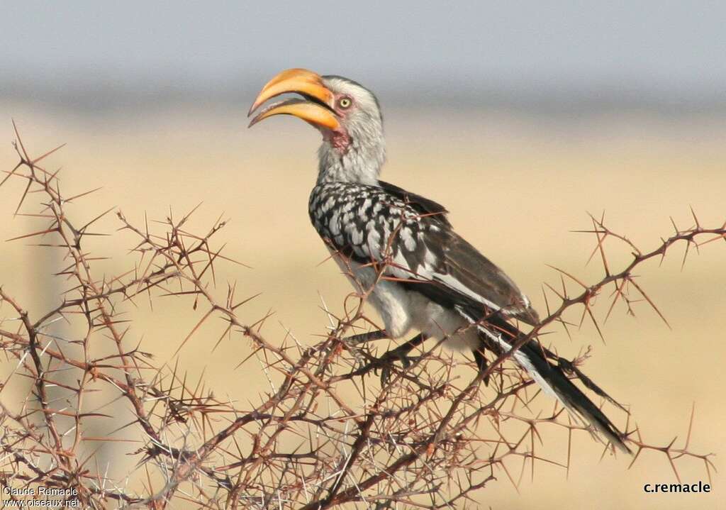 Southern Yellow-billed Hornbilladult, identification