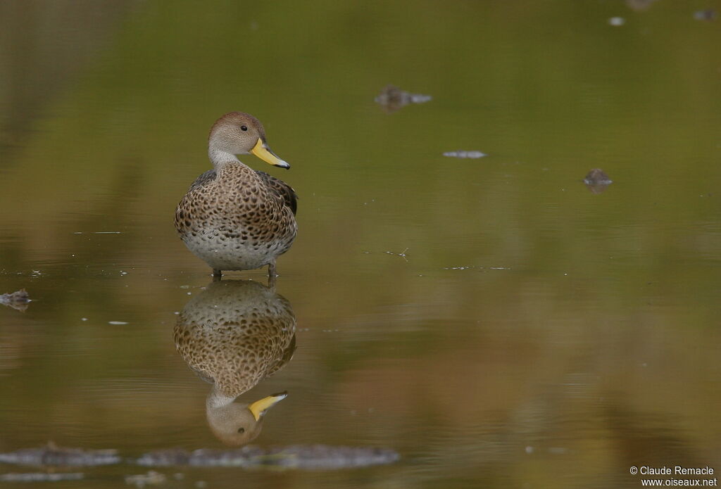 Yellow-billed Pintailadult breeding, identification