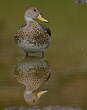 Canard à queue pointue