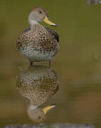 Yellow-billed Pintail