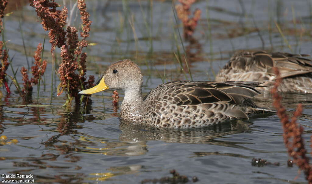 Yellow-billed Pintailadult, identification