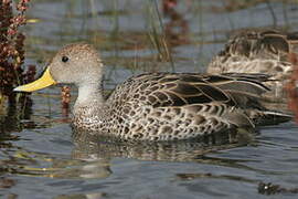 Yellow-billed Pintail