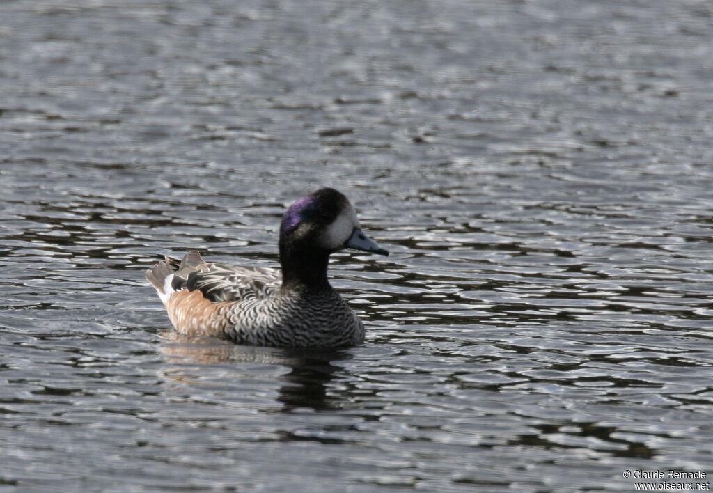 Chiloe Wigeon female adult breeding, identification