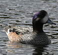 Canard de Chiloé