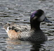 Chiloe Wigeon