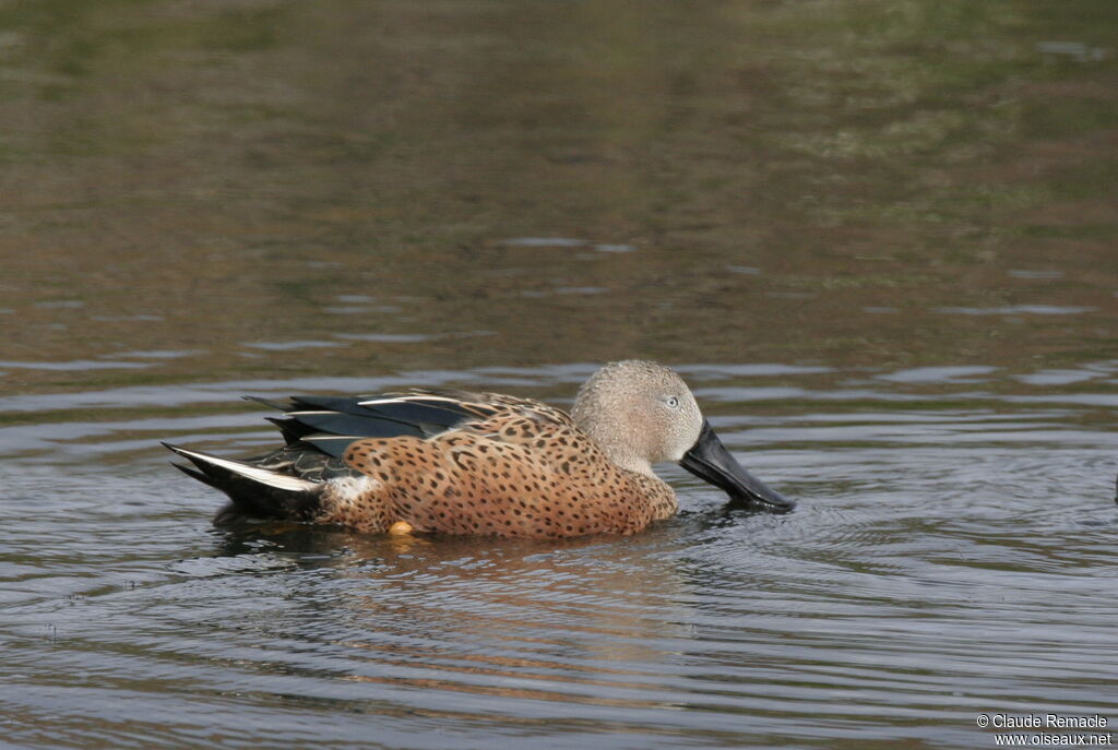 Red Shoveler male adult, identification