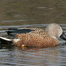 Canard spatule
