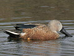 Red Shoveler