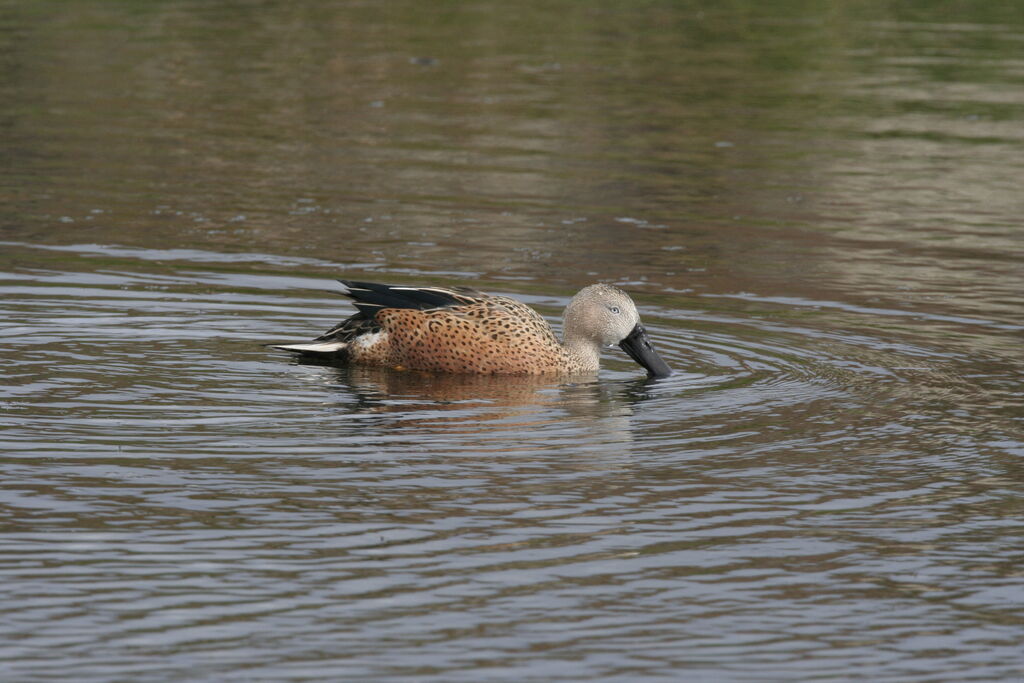 Red Shoveleradult, identification