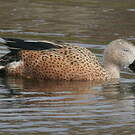 Canard spatule