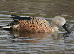 Red Shoveler