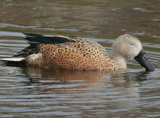 Canard spatule