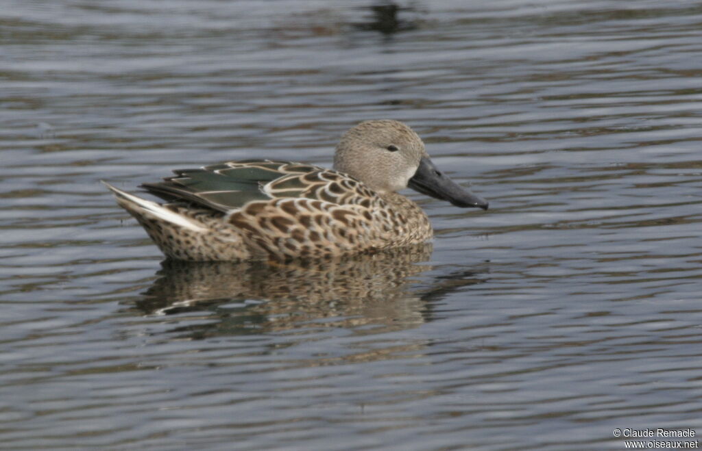 Red Shoveler female adult breeding, identification