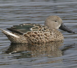 Canard spatule