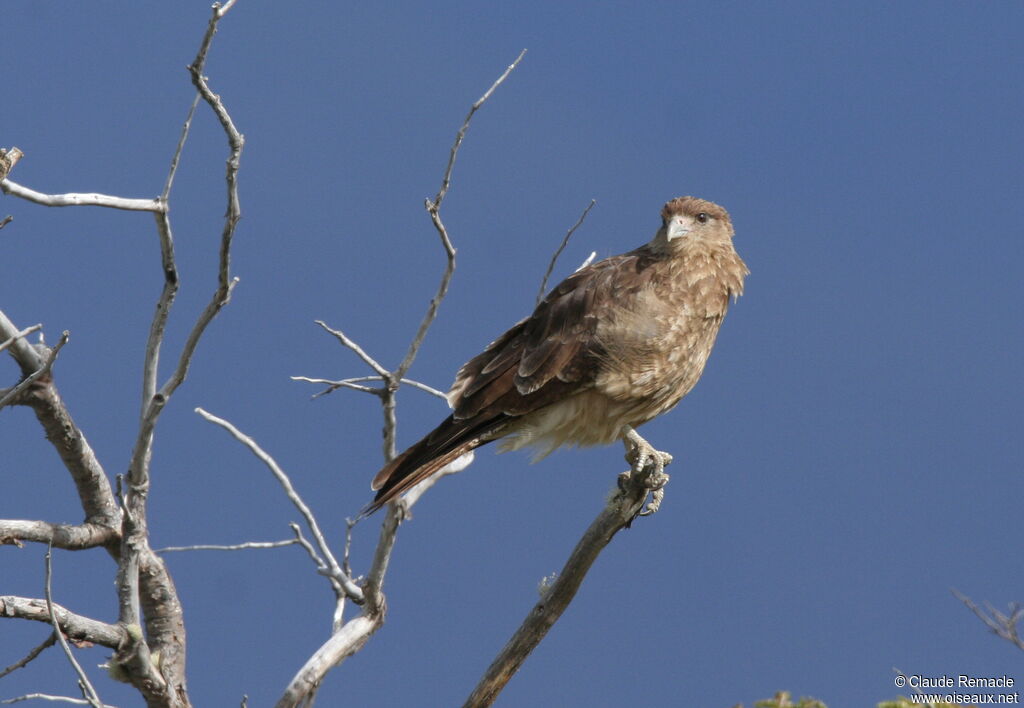 Chimango Caracaraadult breeding, identification