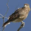 Caracara chimango