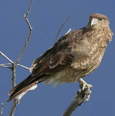 Caracara chimango