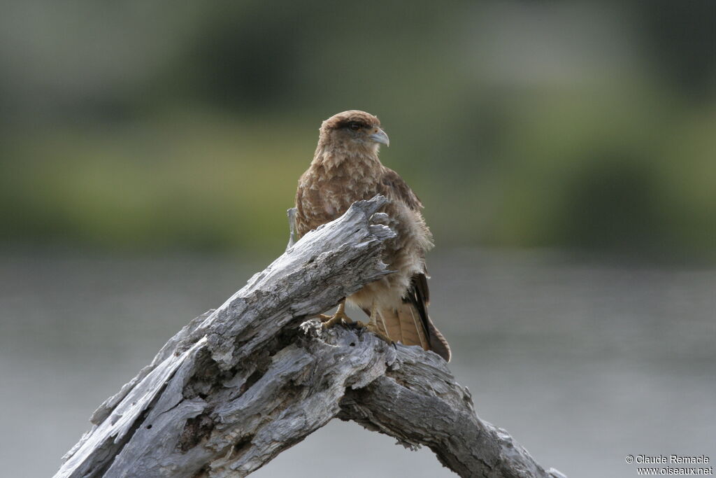 Chimango Caracaraadult breeding, identification