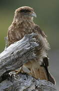 Chimango Caracara