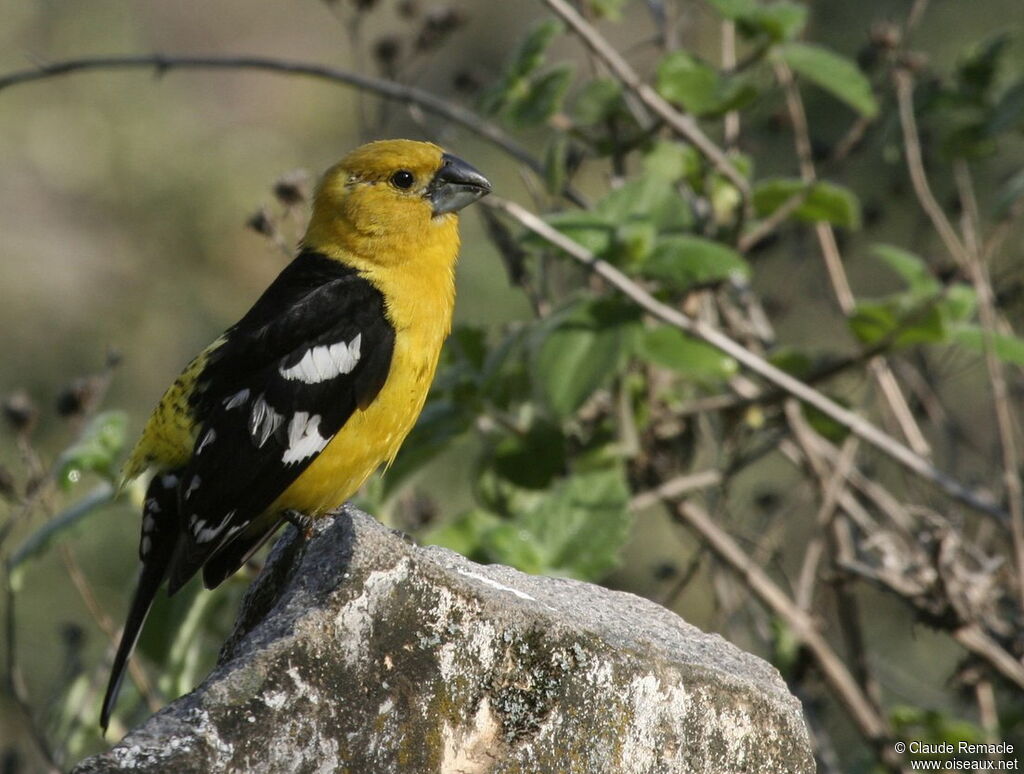 Golden Grosbeak male adult breeding, identification