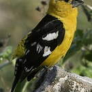 Cardinal à tête jaune