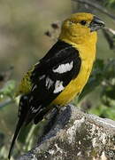 Cardinal à tête jaune