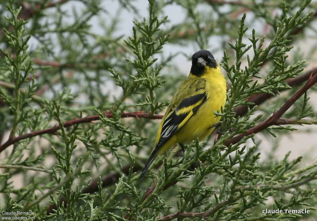 Hooded Siskin male adult breeding, close-up portrait, pigmentation