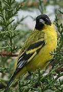 Hooded Siskin