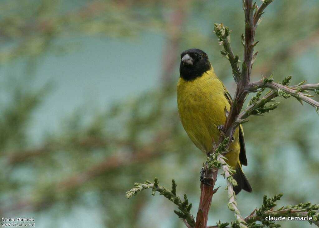 Hooded Siskin male adult breeding, close-up portrait