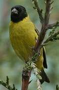 Hooded Siskin