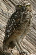 Burrowing Owl