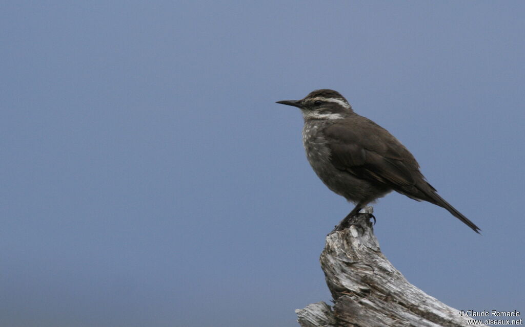 Dark-bellied Cinclodesadult breeding, identification