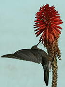 Giant Hummingbird