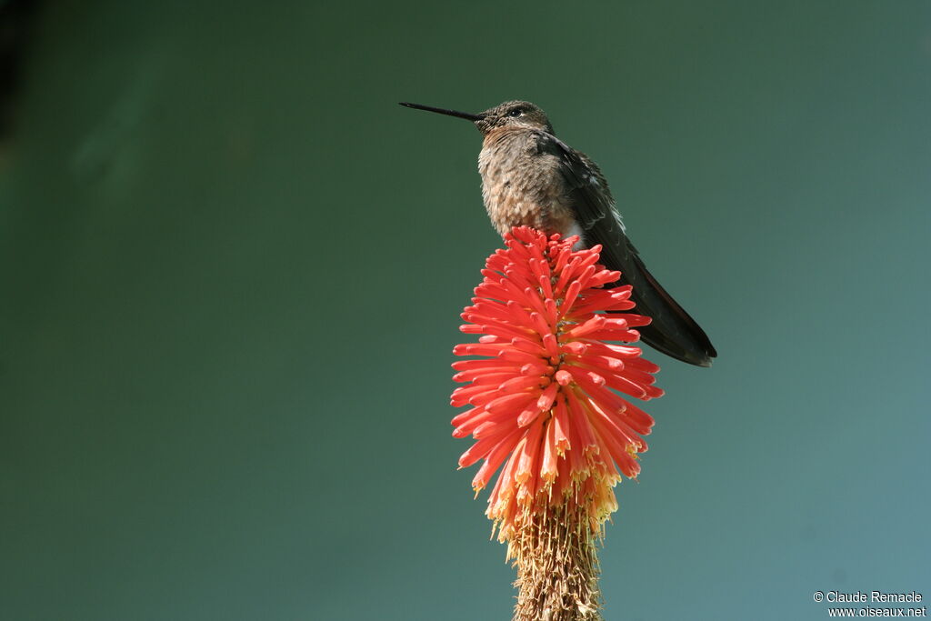 Giant Hummingbirdadult, identification