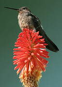 Giant Hummingbird