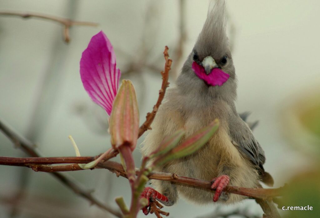 White-backed Mousebirdadult, feeding habits, Behaviour