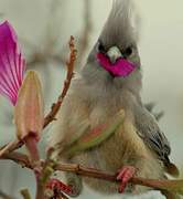 White-backed Mousebird