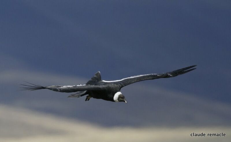Andean Condor, identification