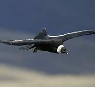 Condor des Andes