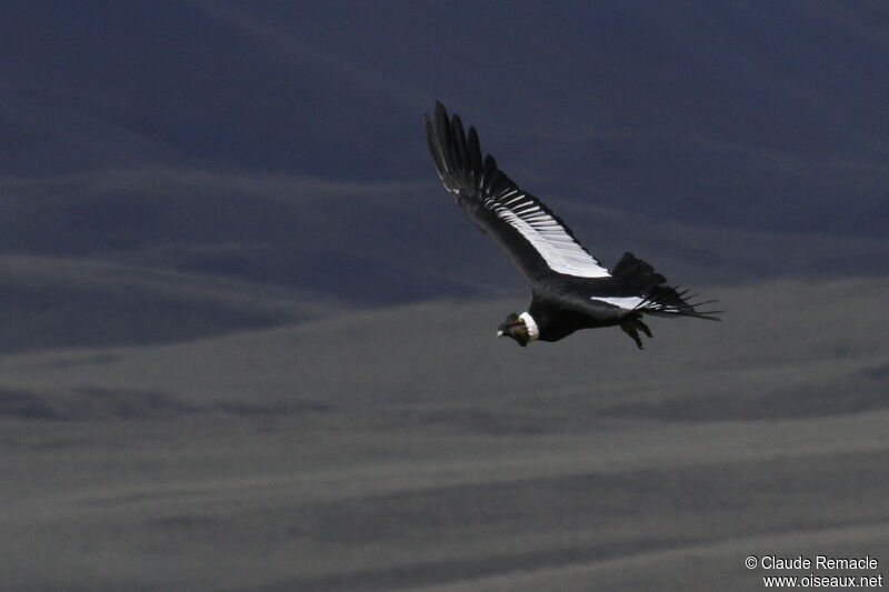 Condor des Andes mâle adulte nuptial