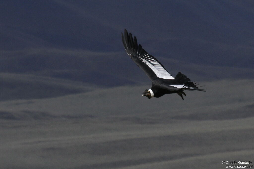 Condor des Andes mâle adulte nuptial