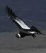 Condor des Andes