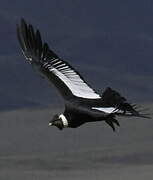 Andean Condor