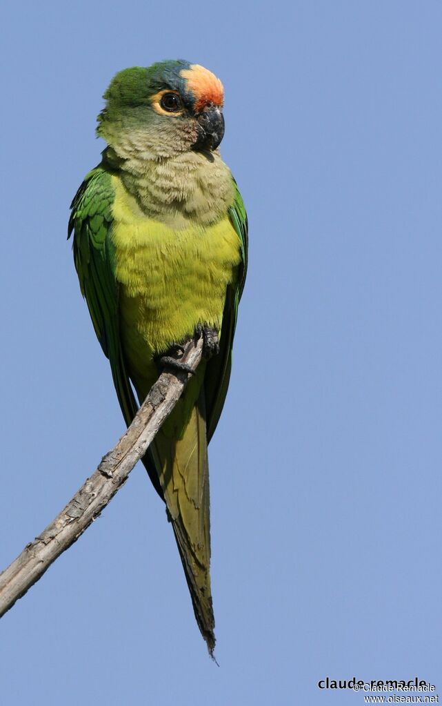 Peach-fronted Parakeetadult breeding, identification