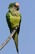 Peach-fronted Parakeet